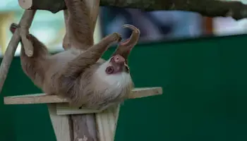LAGO GATÚN (TELEFÉRICO Y EXHIBICIONES ECOLÓGICAS)