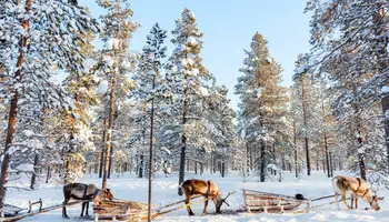 RUKA: SAFARI DE ANIMALES ÁRTICOS: HUSKIES Y RENOS