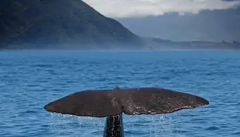 KAIKOURA / CHRISTCHURCH (APROX. 180 KMS)