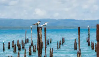 SAN JOSÉ / CARIBE SUR