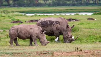 AMBOSELI / LAGO NAKURU