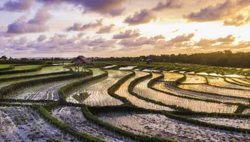 UBUD