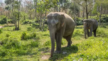 PHUKET/ SANTUARIO DE ELEFANTES/PHUKET