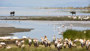 P. N.TARANGIRE/P. N. MANYARA/KARATU