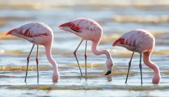 BUENOS AIRES / PUERTO MADRYN