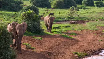 NAIROBI / P. N. ABERDARE