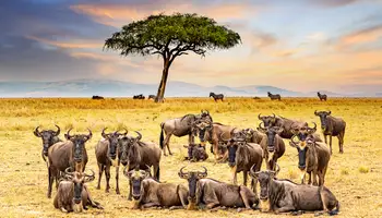 P. N. LAGO NAKURU / R. N. MASAI MARA