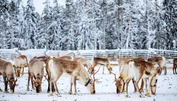 SAARISELKÄ O PYHÄ / ROVANIEMI