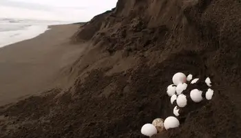 PN VOLCÁN ARENAL / PN DE TORTUGUERO