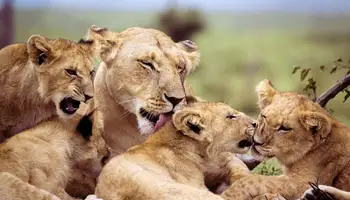 P. N. SERENGETI