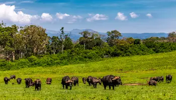 NAIROBI / P. N. ABERDARE