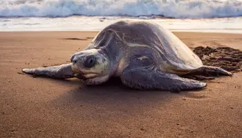 REFUGIO DE VIDA SILVESTRE OSTIONAL (NOSARA)