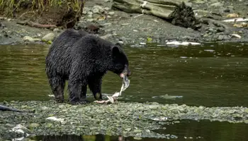 CRUCERO ALASKA / KETCHIKAN