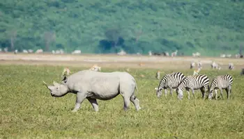 CRÁTER DEL NGORONGORO