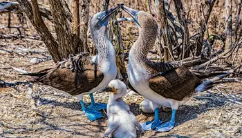 COSTA PACÍFICA (ISLA DE LA PLATA)