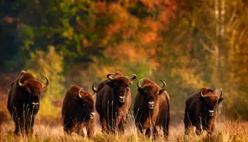 VARSOVIA / BIALYSTOK