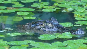 SAN JOSÉ/PN TORTUGUERO