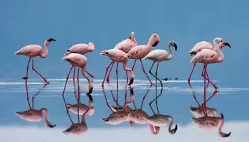 AMBOSELI / LAGO NAKURU