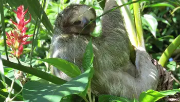 SAN JOSÉ/PN TORTUGUERO