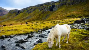 ÁREA DE REYKHOLT / FIORDOS DEL OESTE
