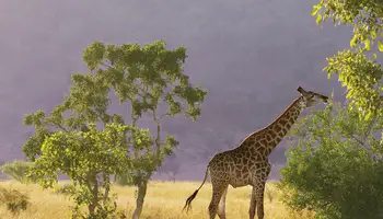 ÁREA KRUGER / JOHANNESBURGO / CIUDAD DEL CABO