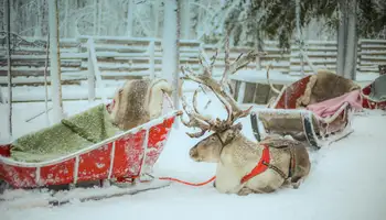 RUKA: ANIMALES ÁRTICOS: SAFARI DE HUSKIES Y RENOS