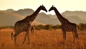 PARQUE NACIONAL MURCHISON FALLS