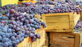 CASABLANCA / SANTIAGO DE CHILE