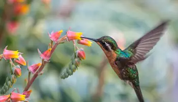 REFUGIO DE VIDA SILVESTRE RESERVA CONCHAL