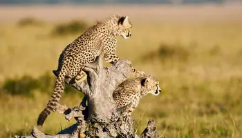 MASAI MARA