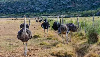 KNYSNA / OUDTSHOORN (RUTA JARDÍN)
