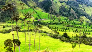 EJE CAFETERO (VALLE DE CÓCORA Y SALENTO)