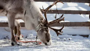 RUKA: SAFARI DE ANIMALES ÁRTICOS: HUSKIES Y RENOS
