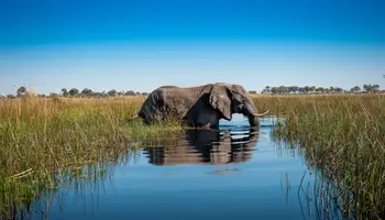 ÁREA DELTA DEL OKAVANGO