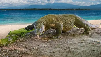 AQUA BLU (ISLA KOMODO / BATU MONCHO)