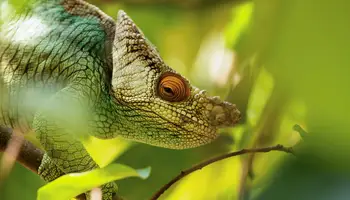 P. N. ANDASIBE