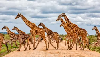 LAGO NAKURU / MASAI MARA