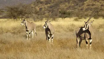 NAIROBI / R. N. SAMBURU