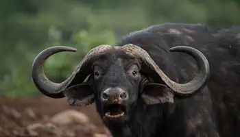 R. N. SAMBURU / P. N. ABERDARE