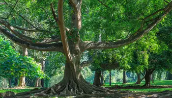 KANDY / PERADENIYA / NUWARA ELIYA