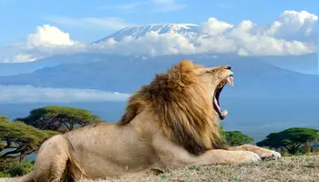 NAIROBI / P. N. AMBOSELI