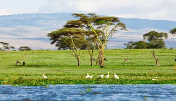 LAGO NAKURU / LAGO NAIVASHA / R. N. MASAI MARA