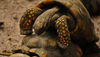 IQUITOS / ECOLODGE PACAYA SAMIRIA