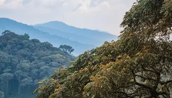 KIGALI / PARQUE NACIONAL NYUGWE FOREST