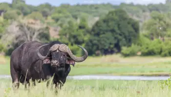 CATARATAS VICTORIA / P. N. CHOBE