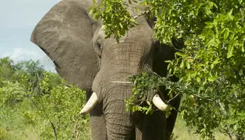 JOHANNESBURGO / ÁREA KRUGER / RESERVA SABI SABI