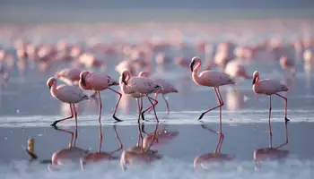 LAGO NAIVASHA / P. N. LAGO NAKURU / LAGO NAIVASHA