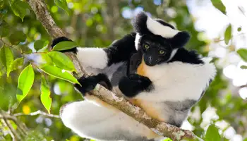 DIEGO SUÁREZ / RESERVA ANDRAFIAMENA