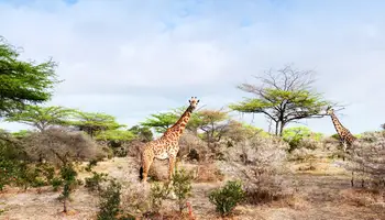 PARQUE NACIONAL NYERERE (SELOUS)
