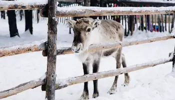 ISO SYÖTE: SAFARI EN MOTOS DE NIEVE Y GRANJA DE RENOS